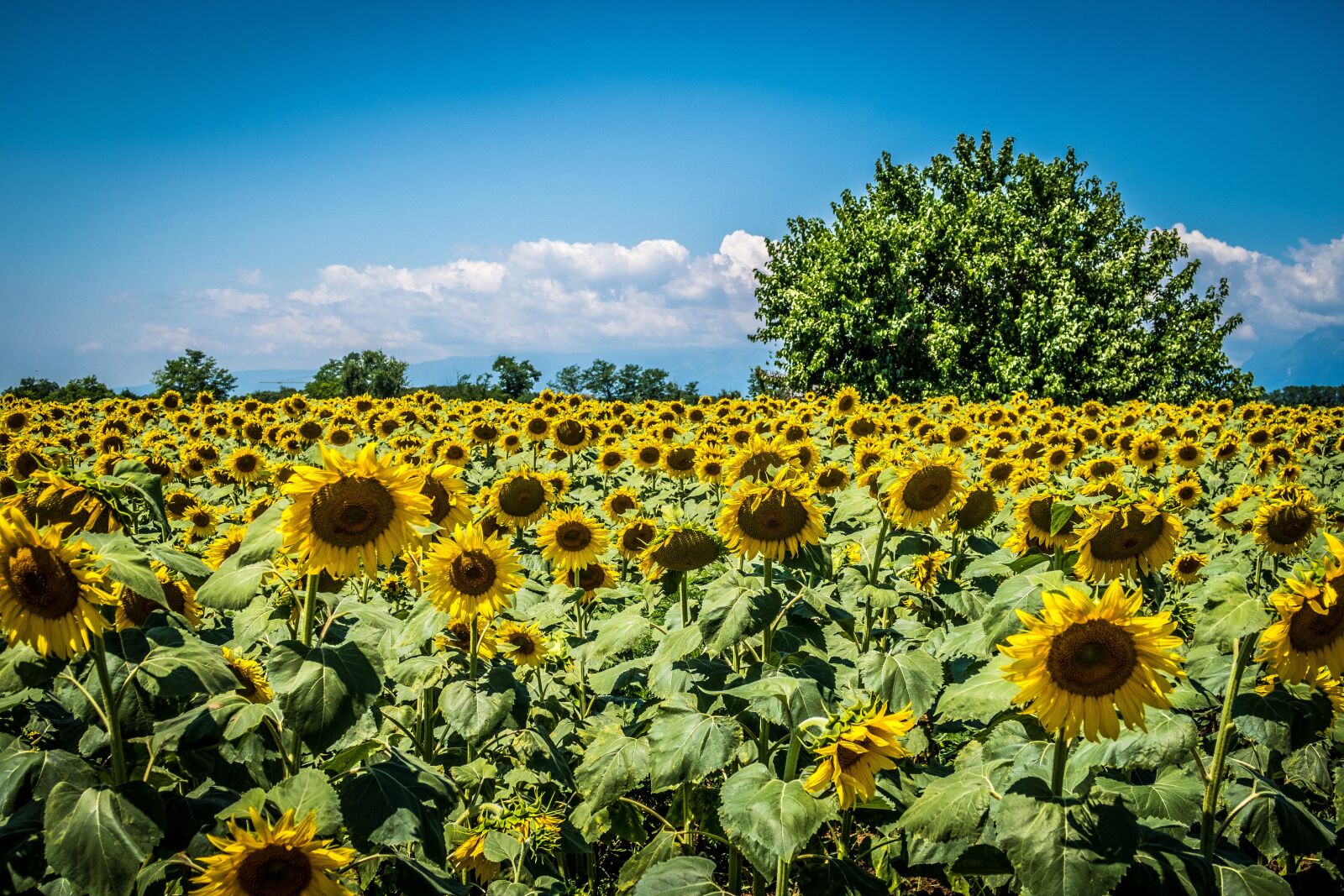 Canon PowerShot G7 X Mark II sample photo. Sunflowers, field, tree photography