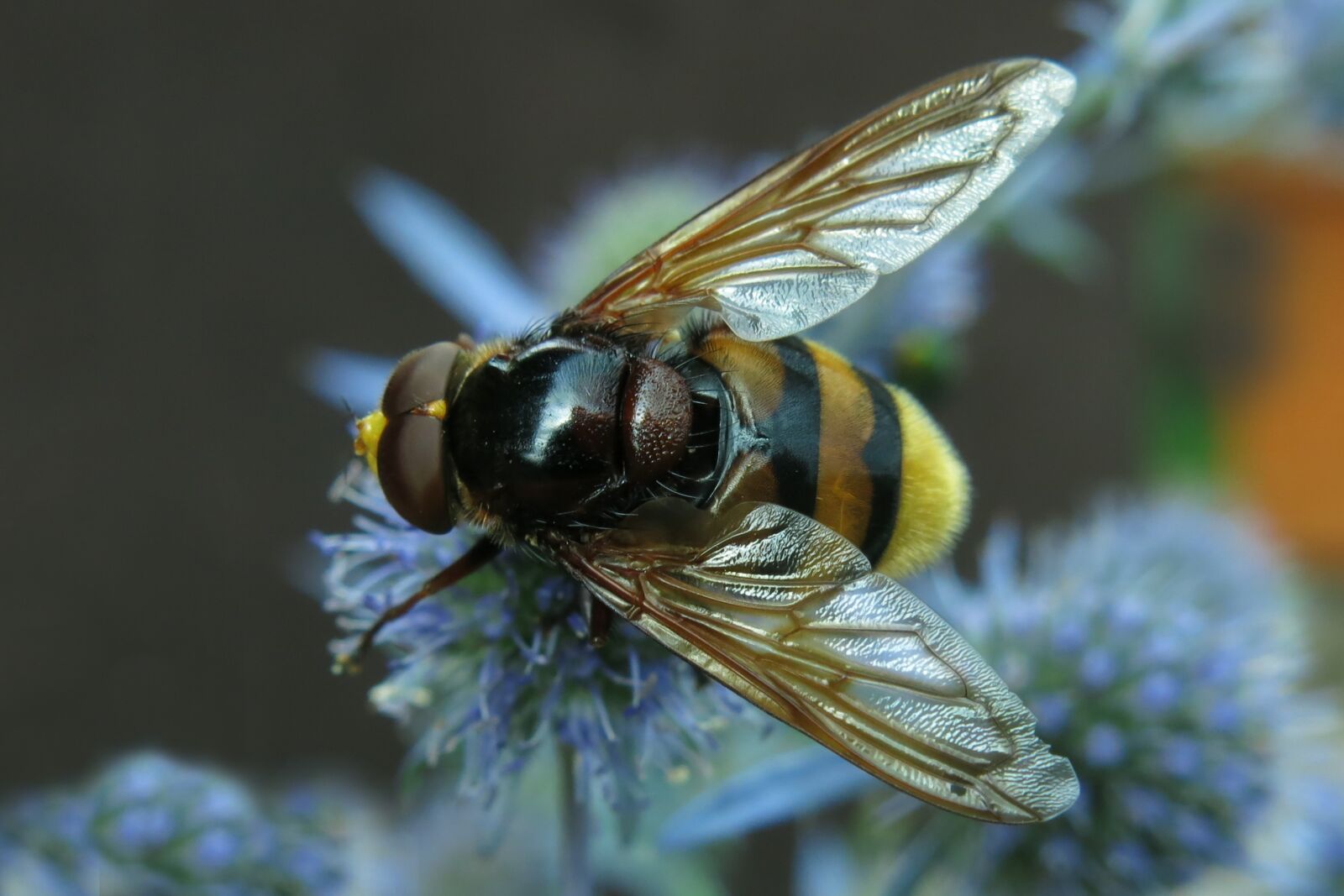 Canon PowerShot G15 sample photo. Hover fly, hornet hover photography