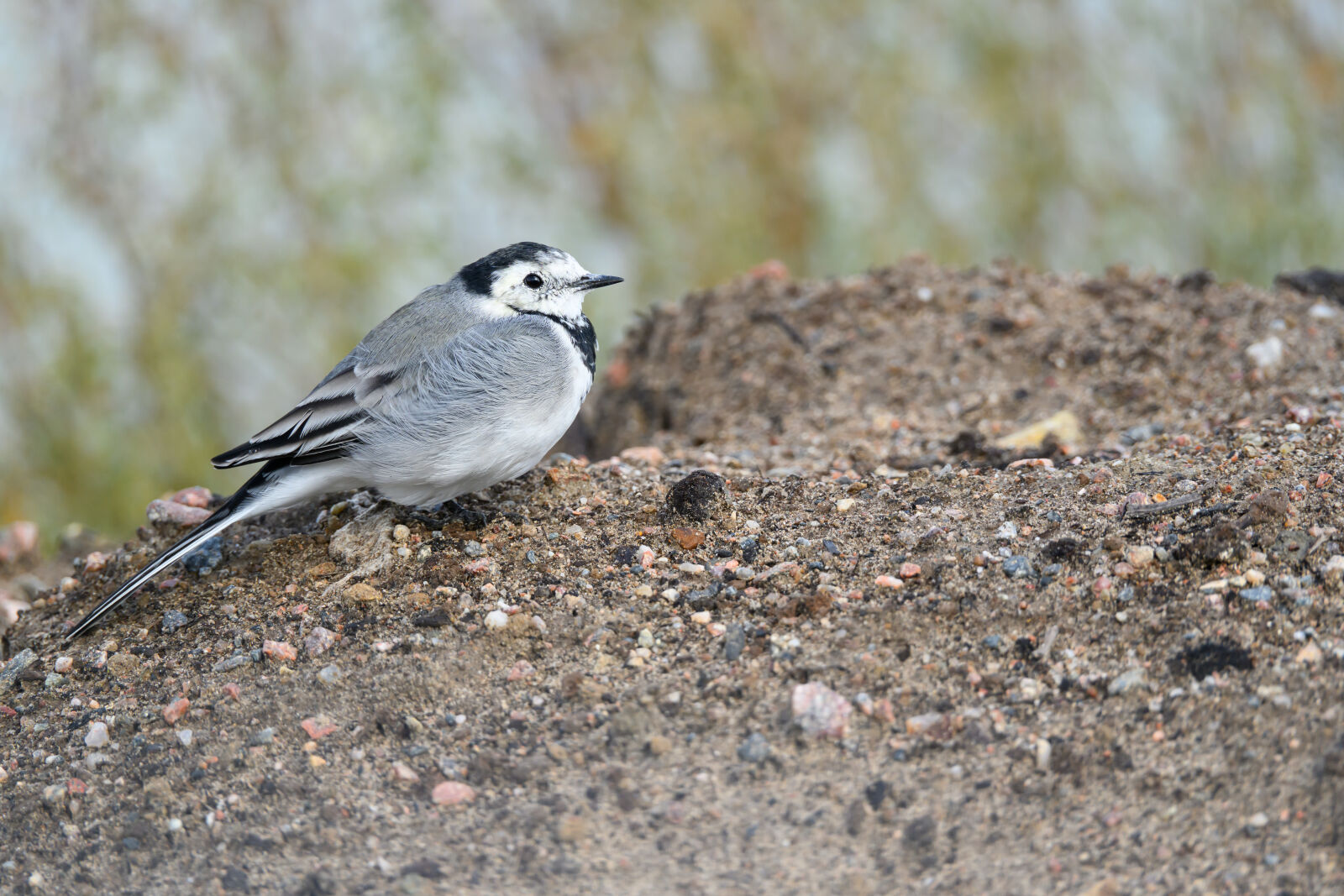 Nikon Z8 sample photo. Curious wagtail photography