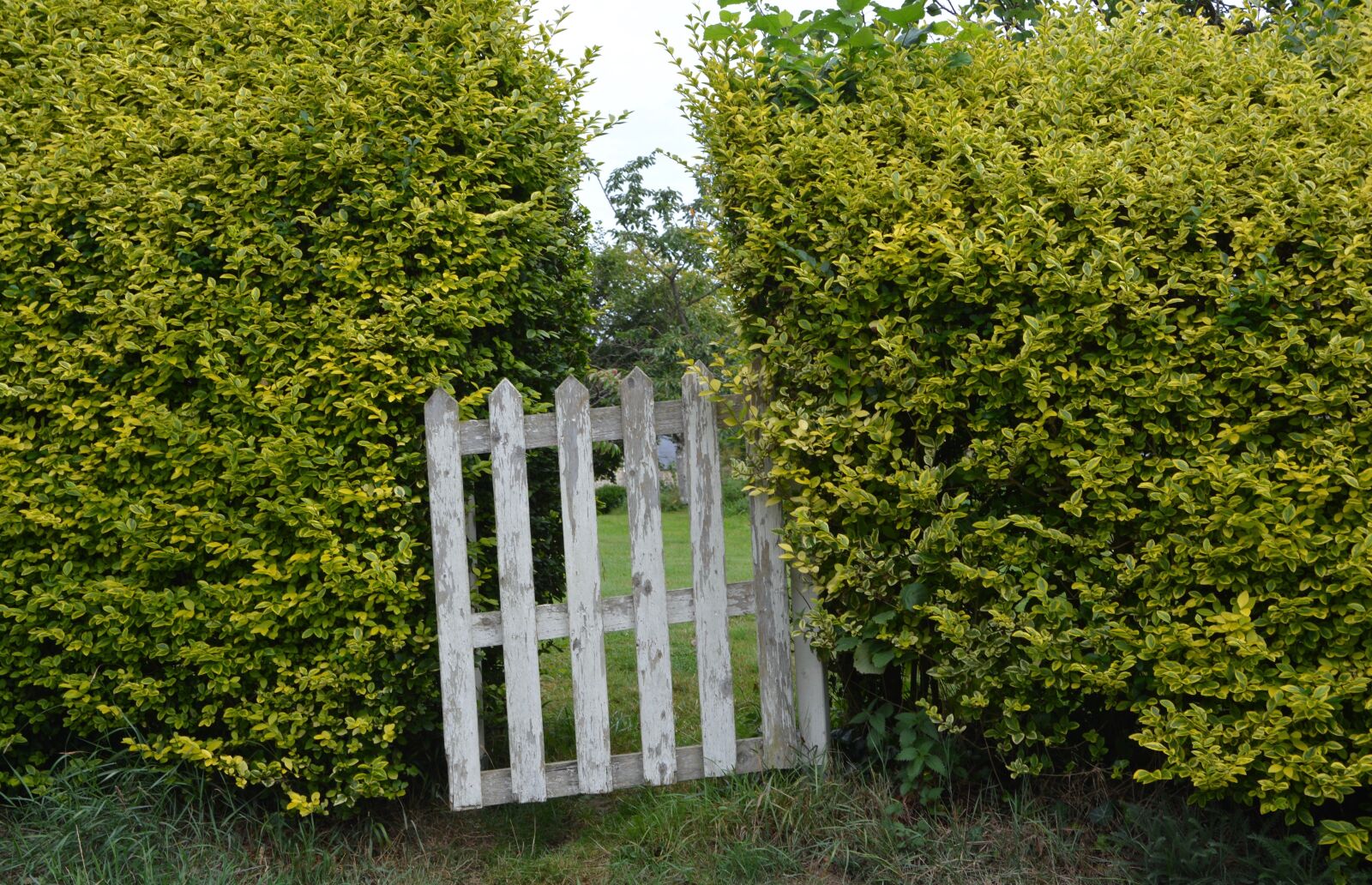 Nikon D5200 sample photo. Wooden gate, field, nature photography