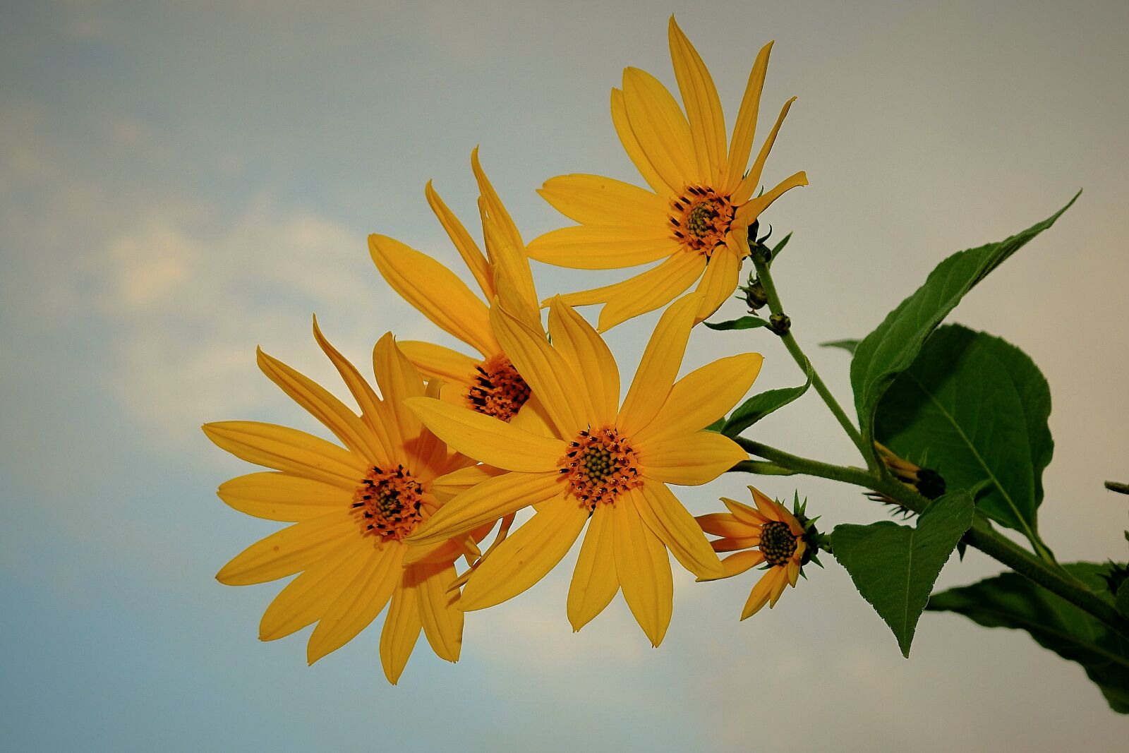 Nikon Coolpix P900 sample photo. Flowers, yellow, autumn photography