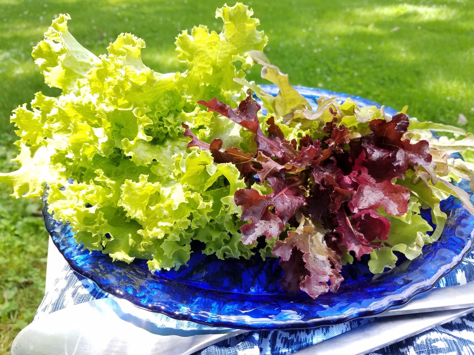 Samsung Galaxy S7 Edge sample photo. Crisp lettuce, organic garden photography