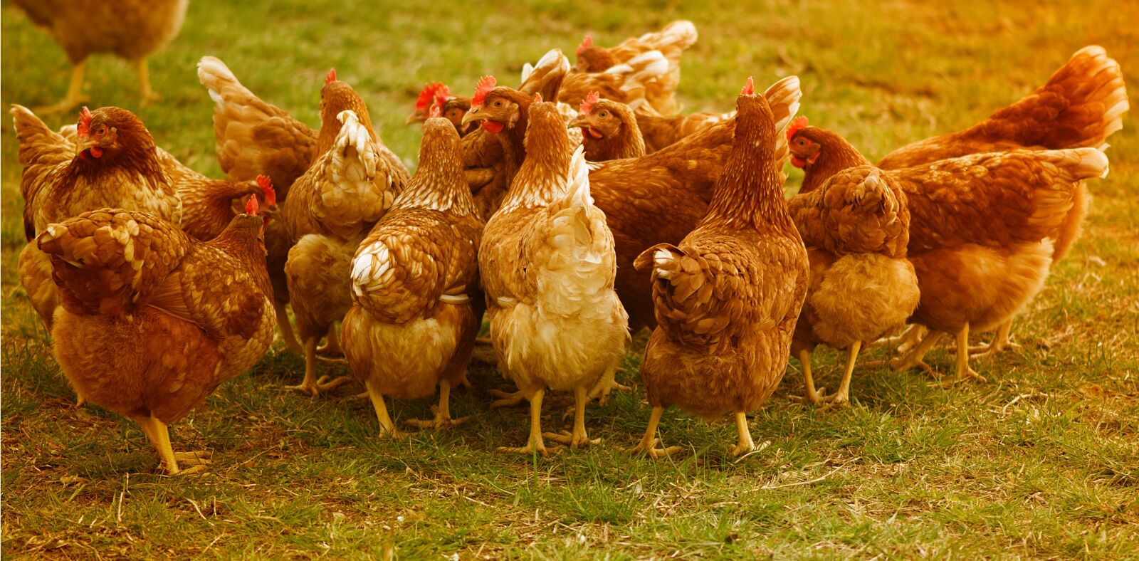 Nikon D7200 sample photo. Chickens, poultry, free running photography