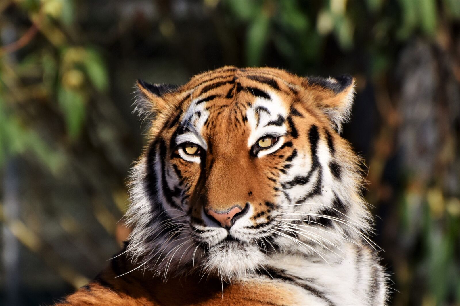 Nikon D7200 sample photo. Tiger, siberian tiger, tiger photography