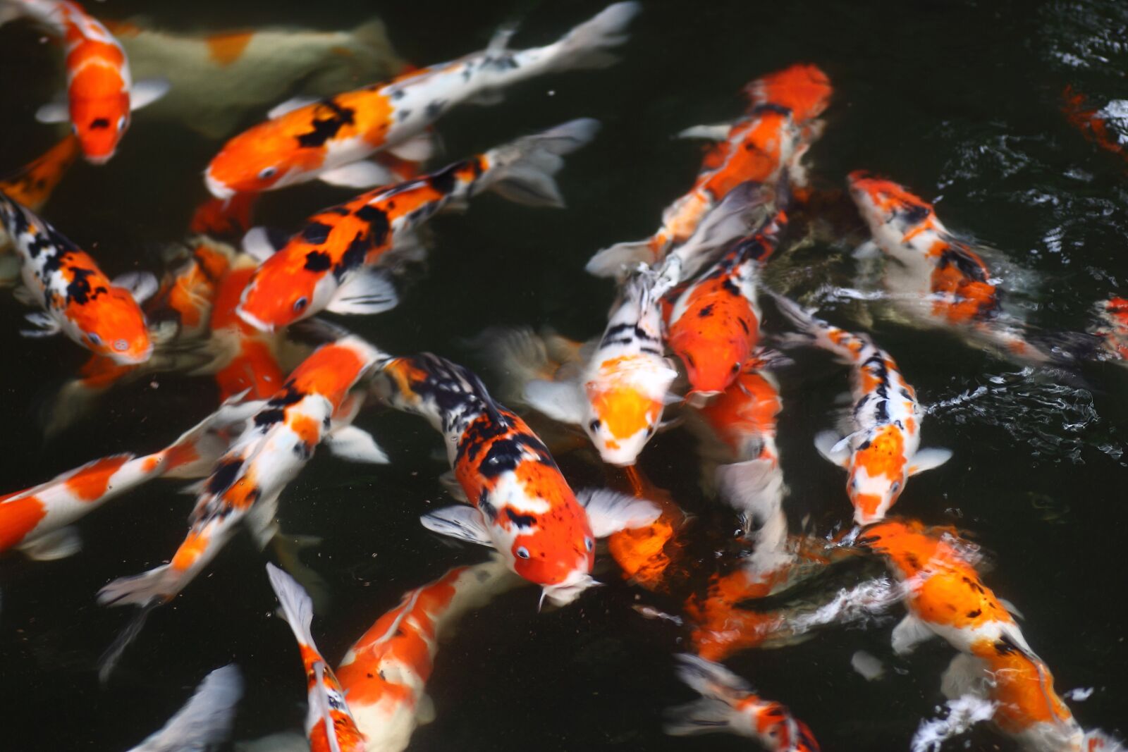 Canon EOS 50D sample photo. Underwater, fish, aquarium photography