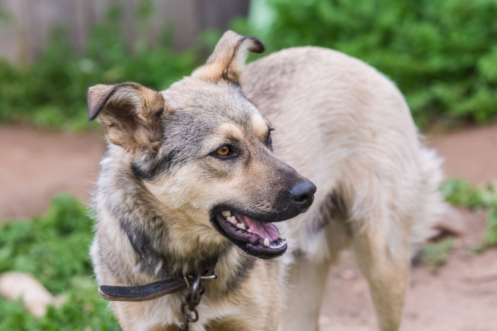 Nikon D7200 sample photo. Dog, animals, puppy photography