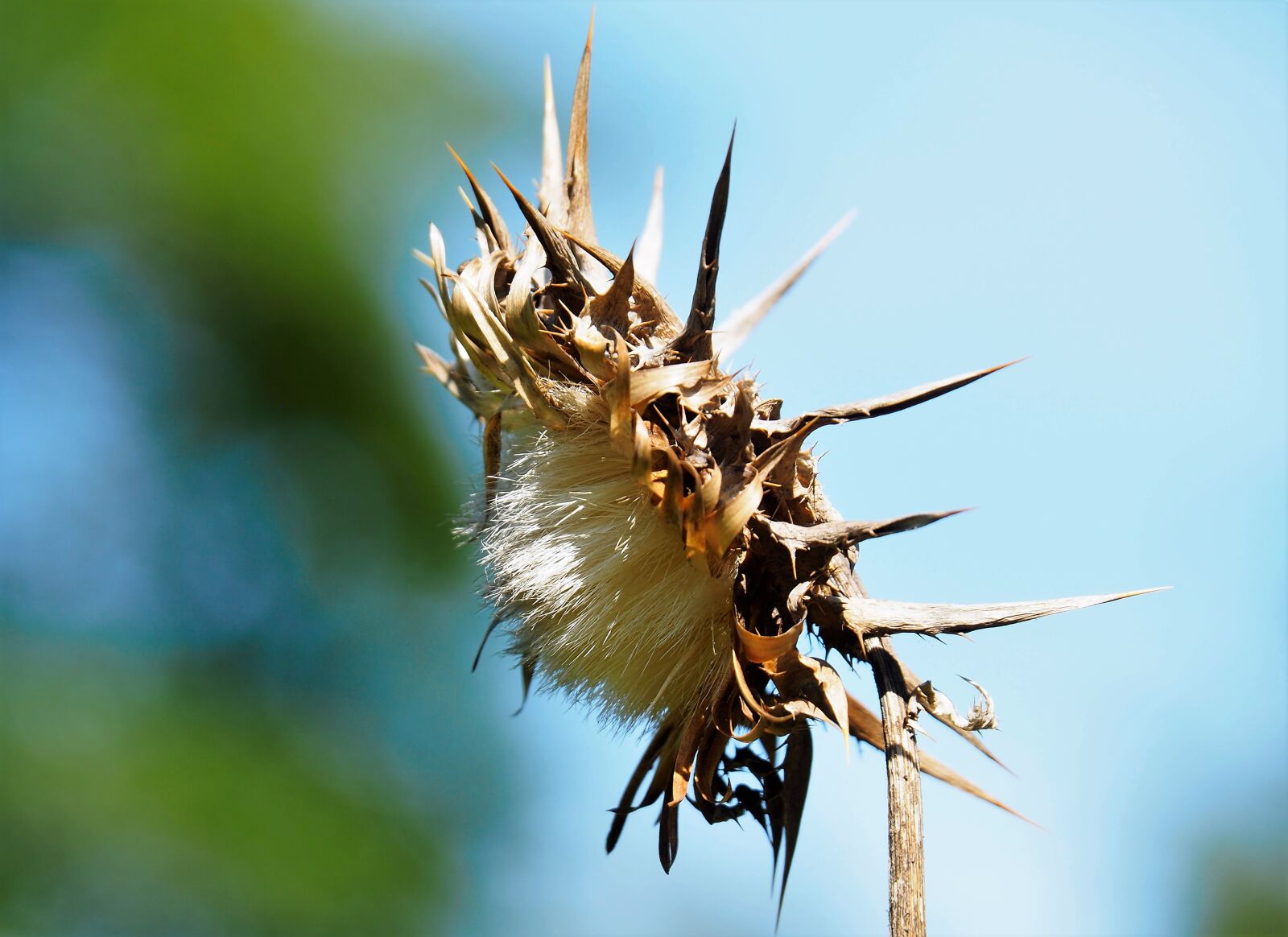 Olympus OM-D E-M10 II sample photo. Milk thistle, summer, prickly photography