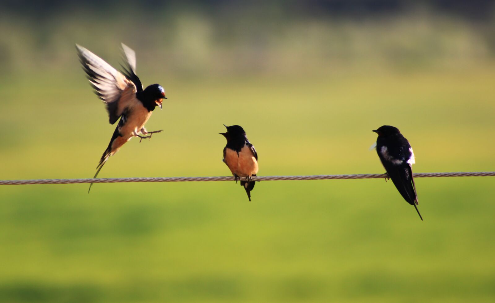 Canon EOS 500D (EOS Rebel T1i / EOS Kiss X3) sample photo. Swallow, bird, wire photography