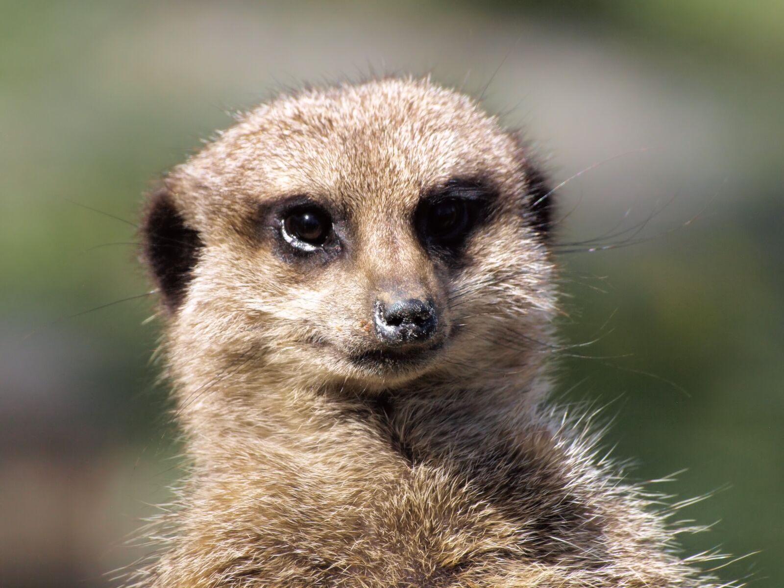 Olympus E-510 (EVOLT E-510) sample photo. Meerkat, fase, cute photography