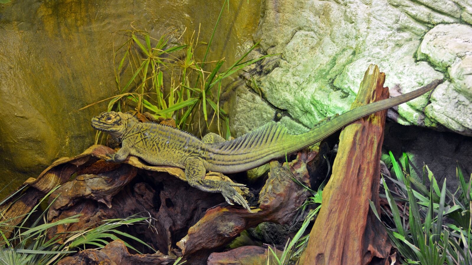 Nikon D5200 sample photo. Lizard, reptile, cold blooded photography