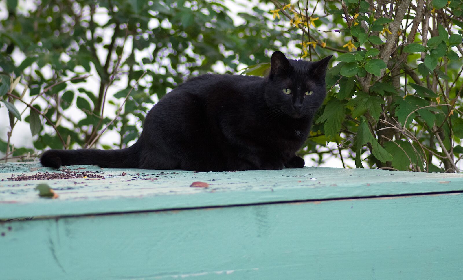 Pentax K-3 sample photo. Cat, black, feline photography