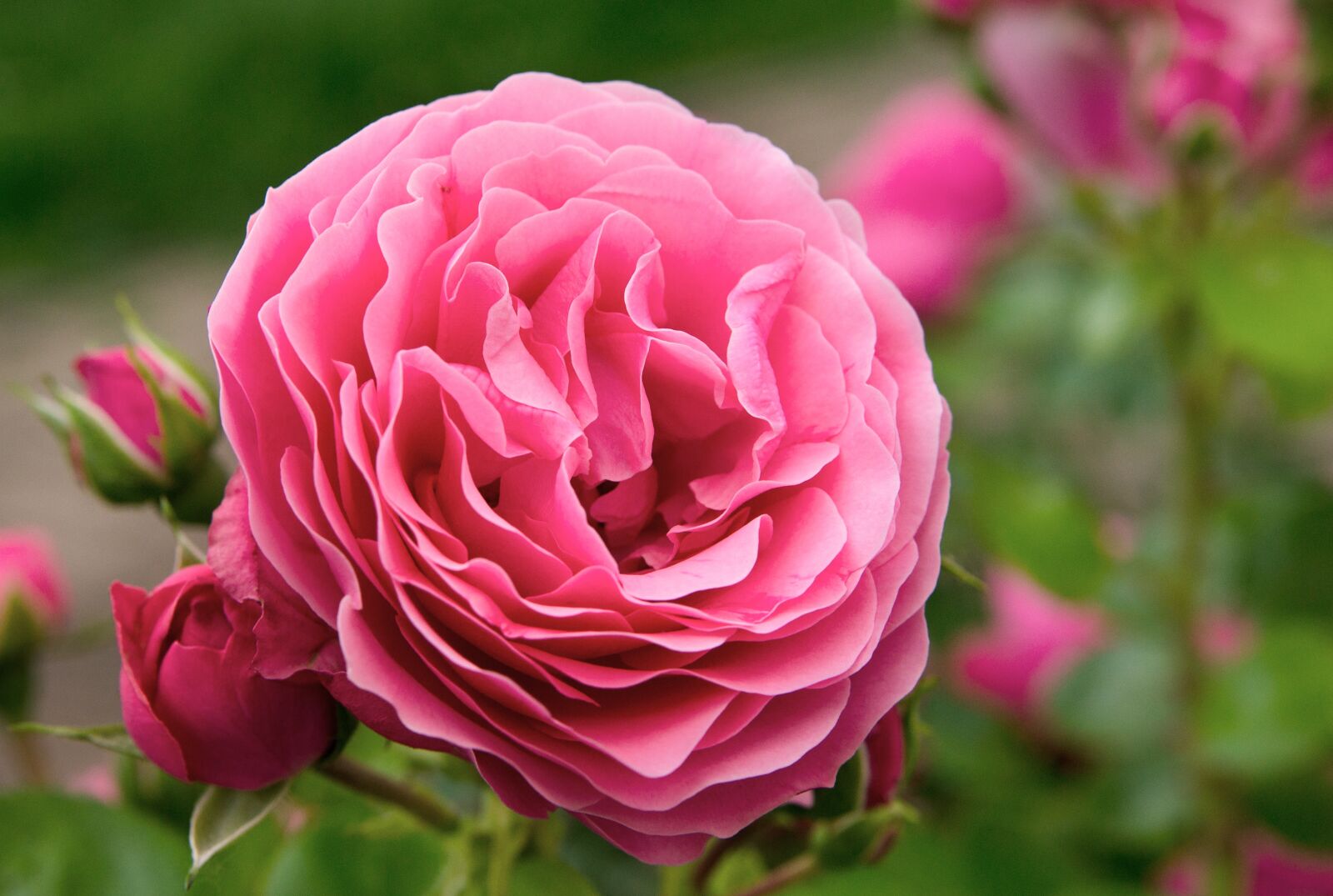 Sony SLT-A55 (SLT-A55V) sample photo. Rose, flowers, rosebush photography