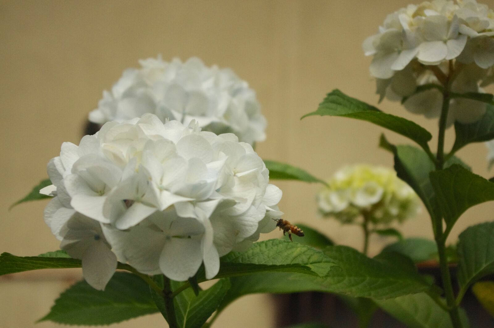 Pentax K-r sample photo. Hydrangea, flower, bloom photography