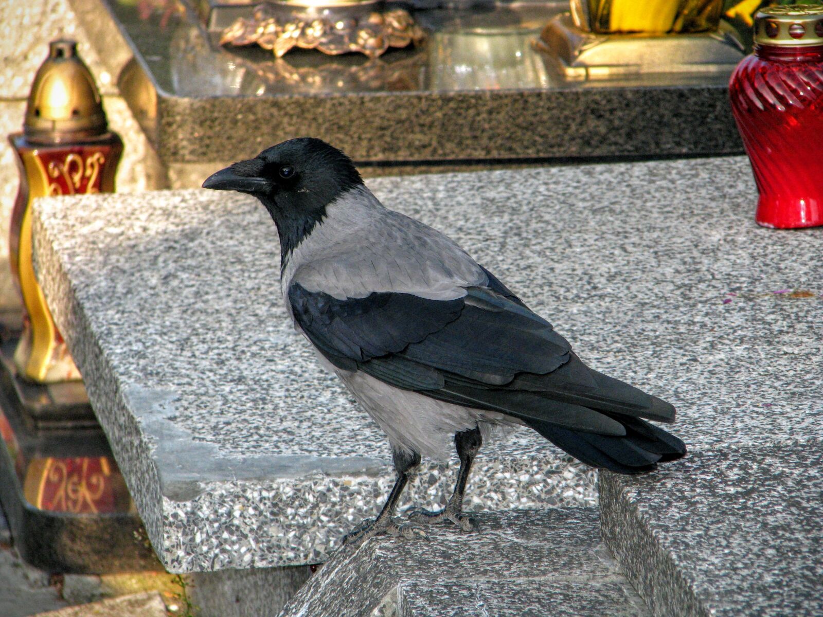 Canon POWERSHOT S5 IS sample photo. Crow, the tomb of photography