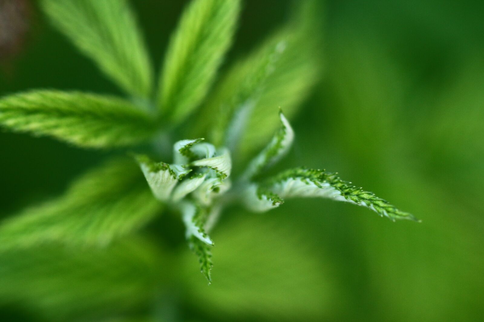 Canon EOS 700D (EOS Rebel T5i / EOS Kiss X7i) sample photo. Blackberry, green, nature photography