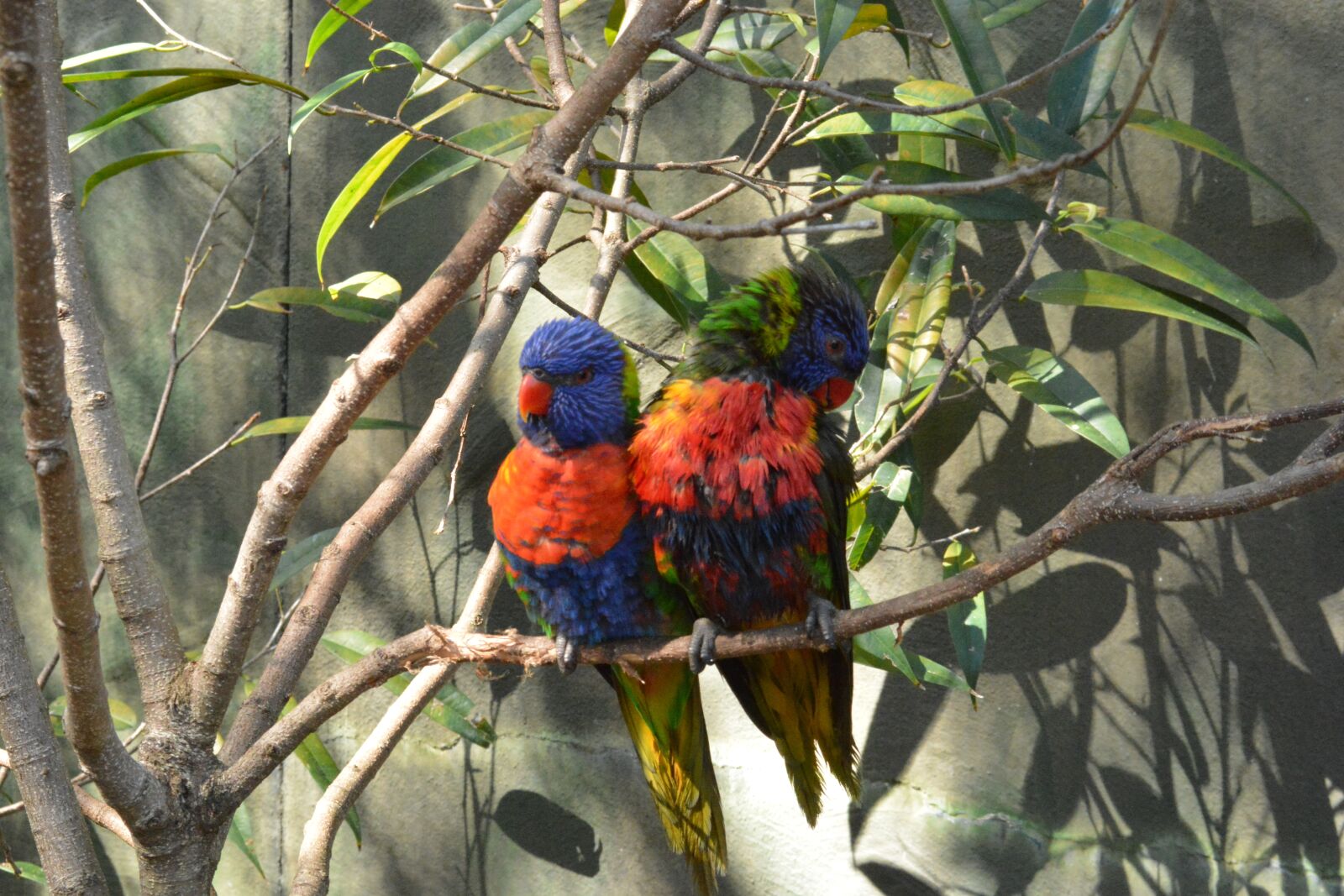 Nikon D7100 sample photo. Love birds, birds, colorful photography