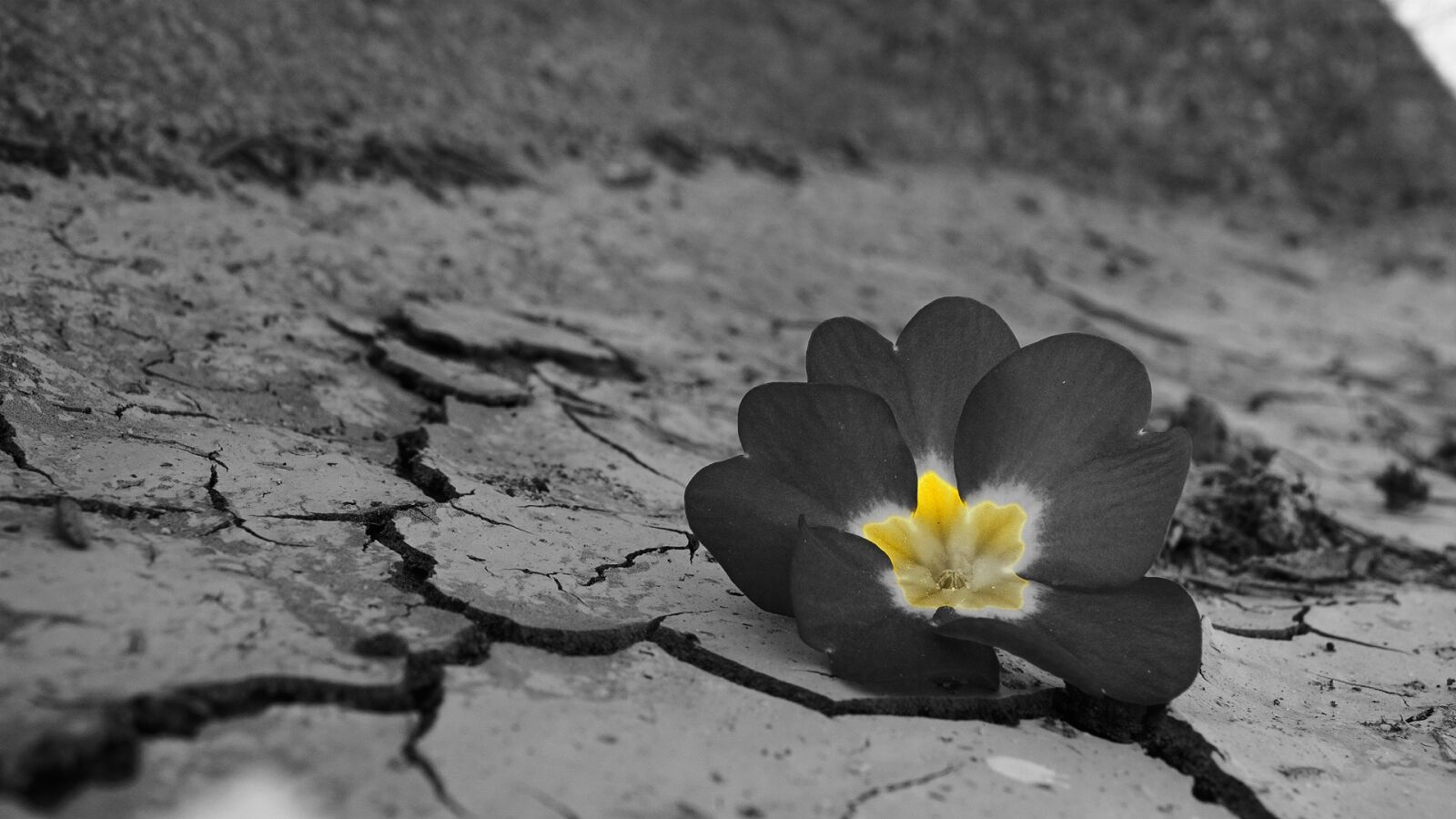 Sony a6000 sample photo. Desert, flower, daba photography