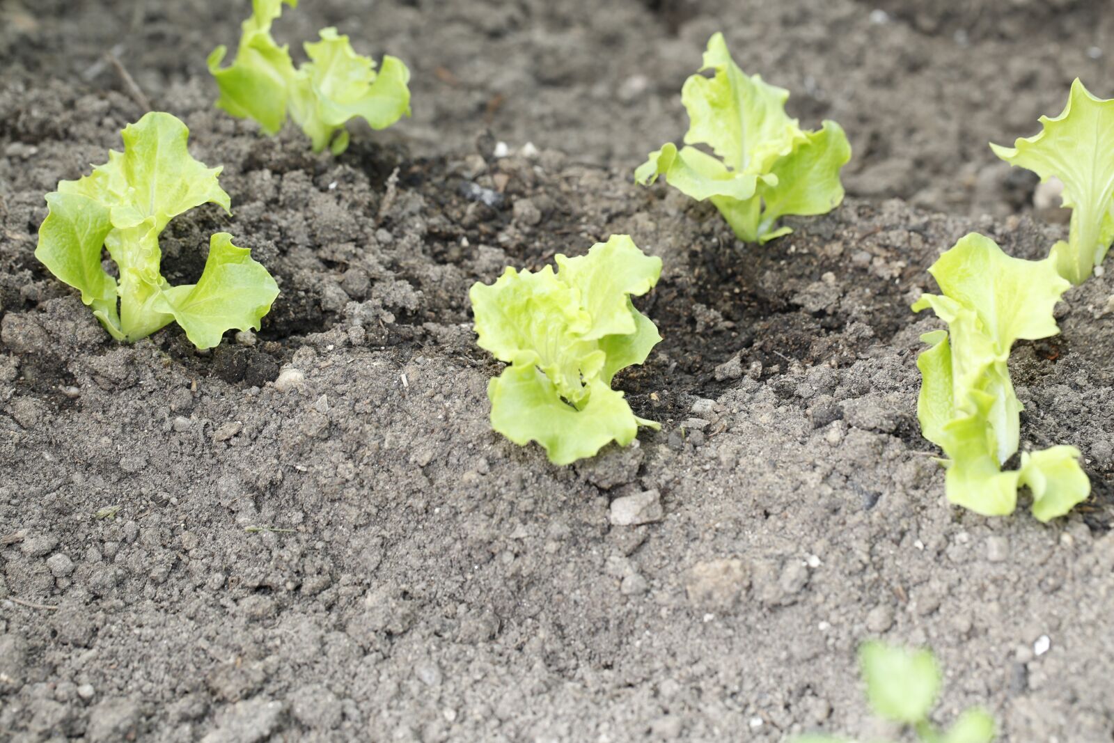 Canon EF 100mm F2.8L Macro IS USM sample photo. Sowing, salad, spring photography