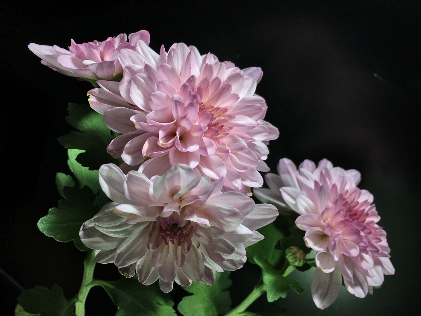 Apple iPhone 6s Plus sample photo. Pink petals, chrysanthemum, flower photography