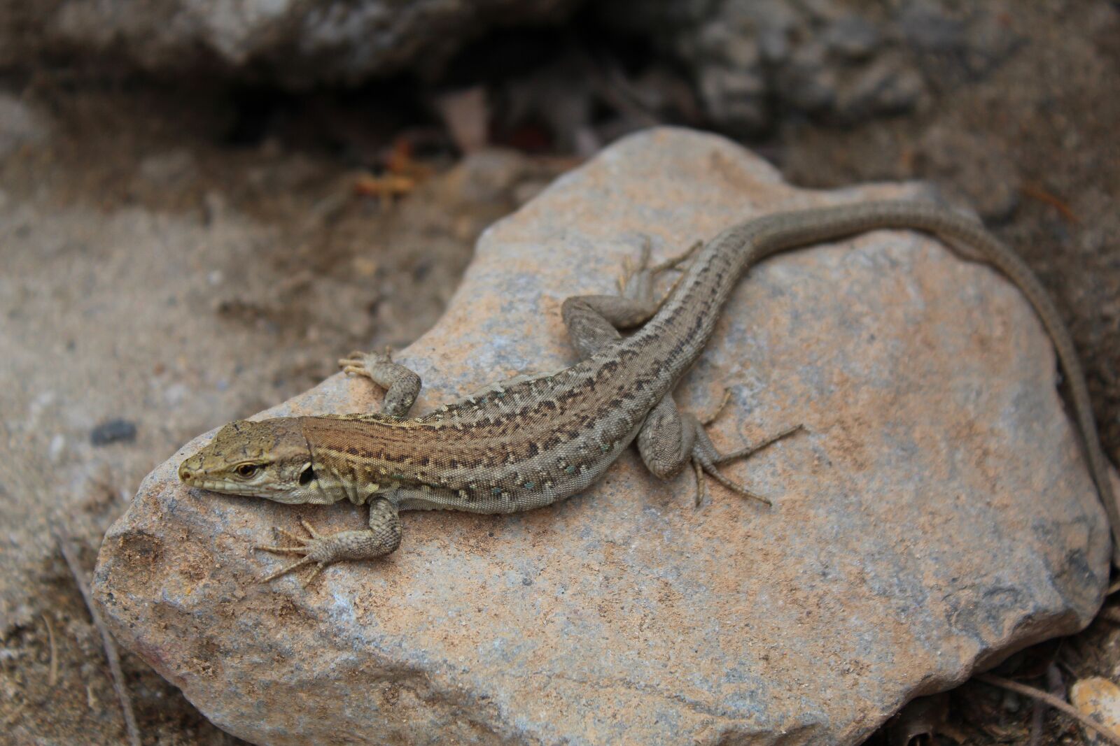 Canon EOS 1300D (EOS Rebel T6 / EOS Kiss X80) sample photo. Lizard, warm, nature photography