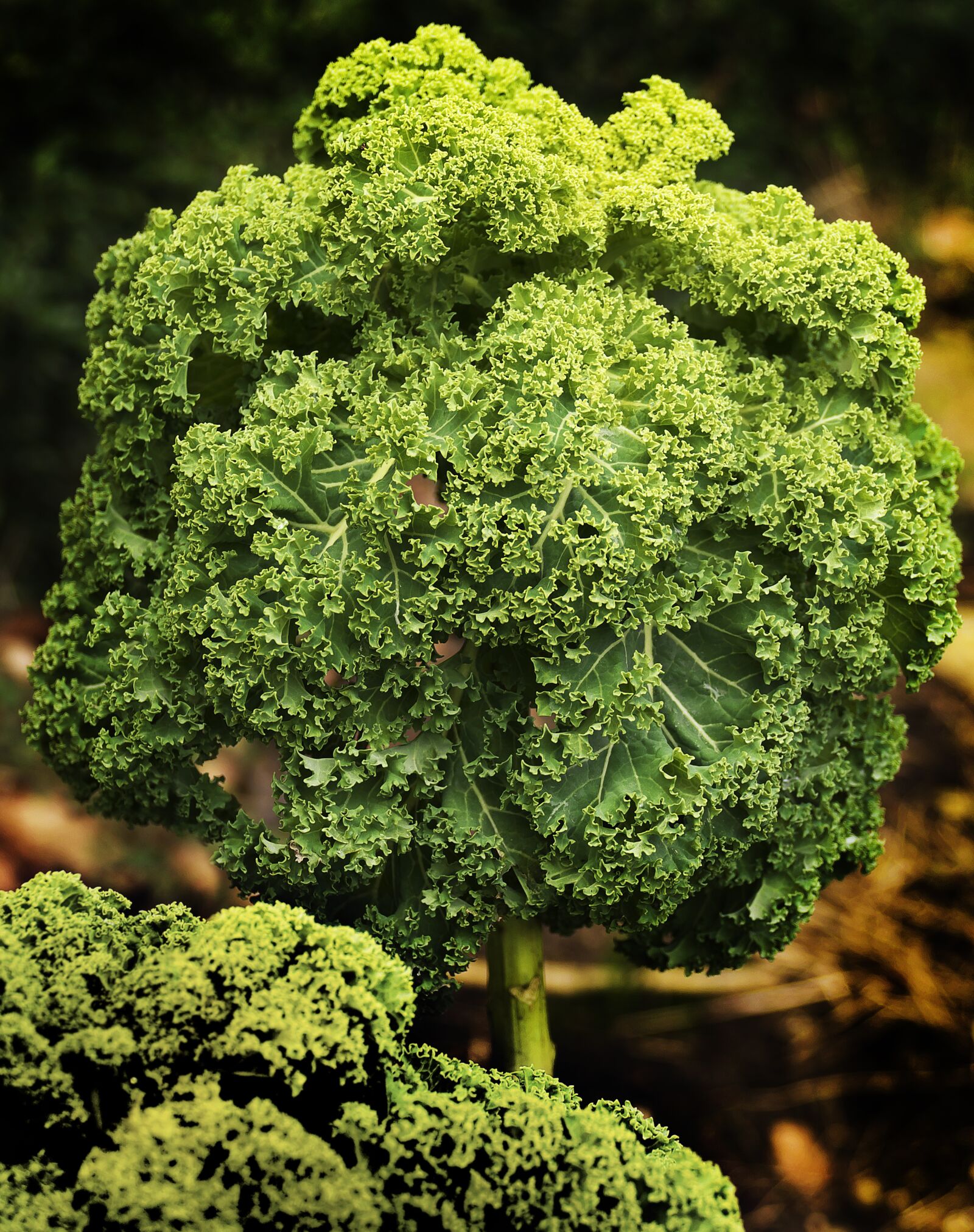 Panasonic Lumix DMC-FZ1000 sample photo. Kale, brown cabbage, krauskohl photography