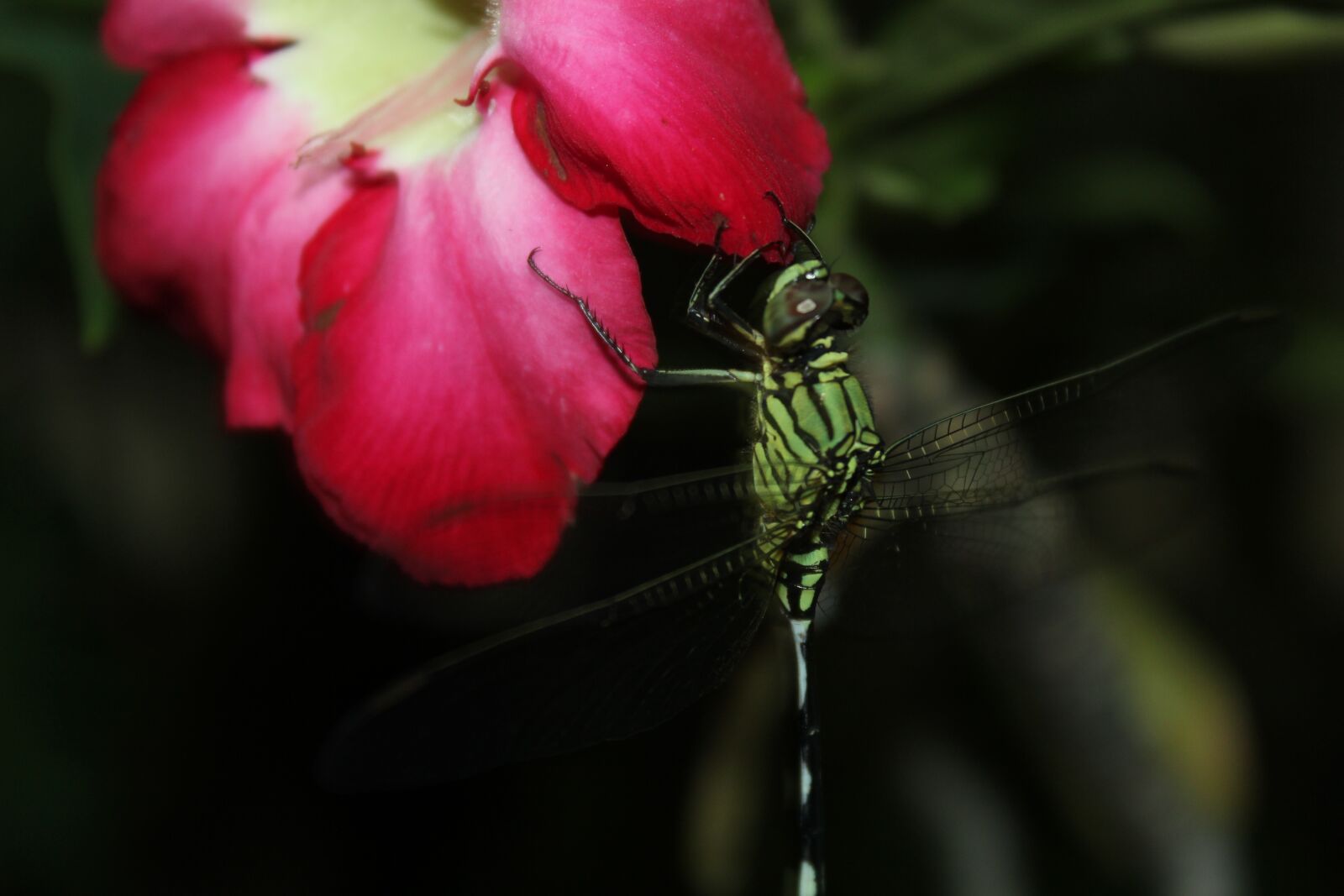 Canon EOS 60D sample photo. Insect, flower, red photography