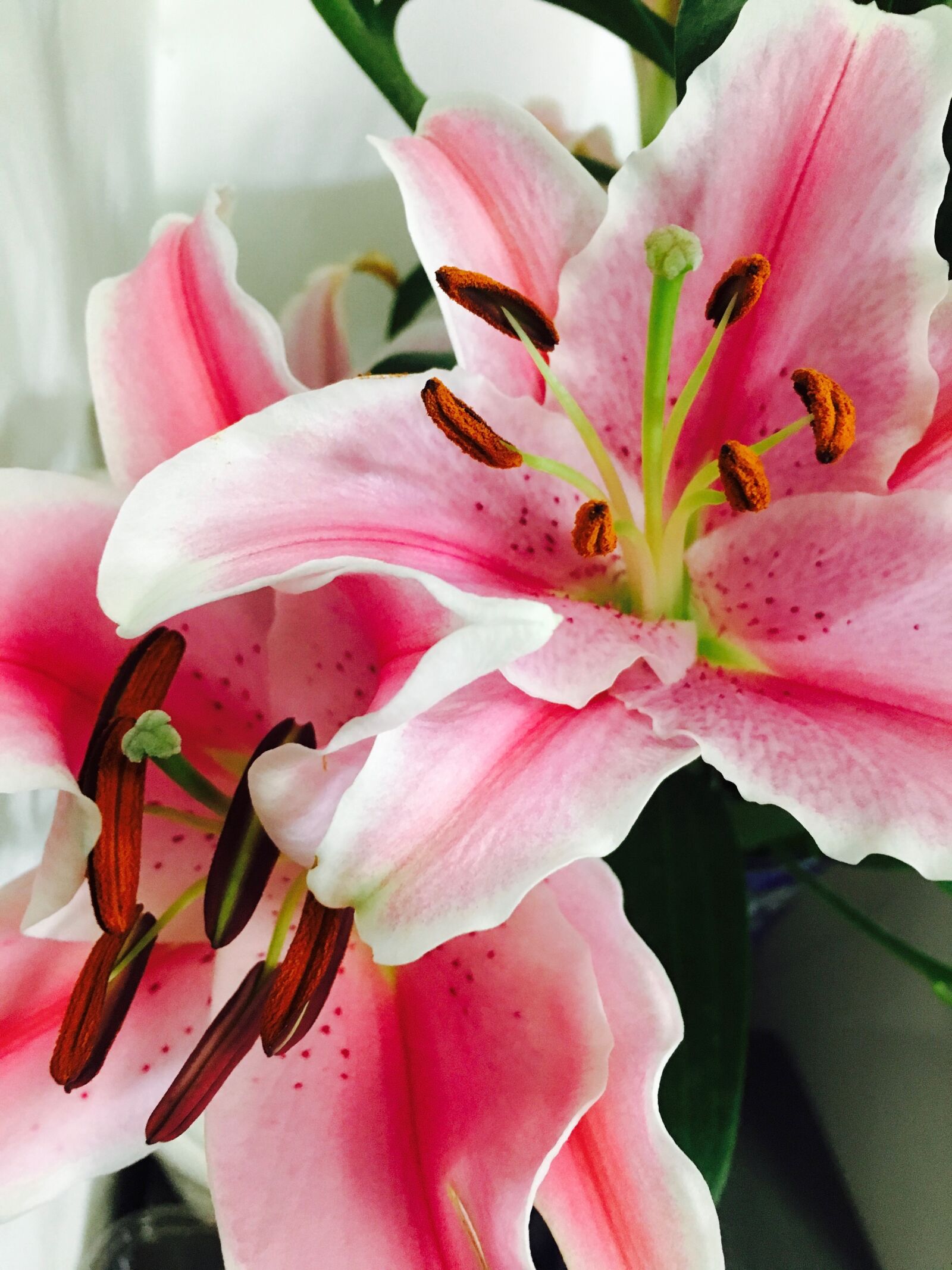Apple iPhone 6s sample photo. Flower, plant, lily photography