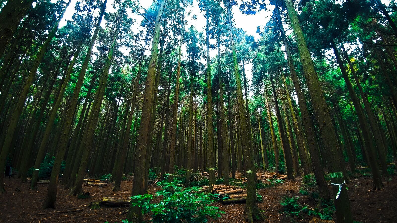 LG V20 sample photo. Forest, jeju, korea photography
