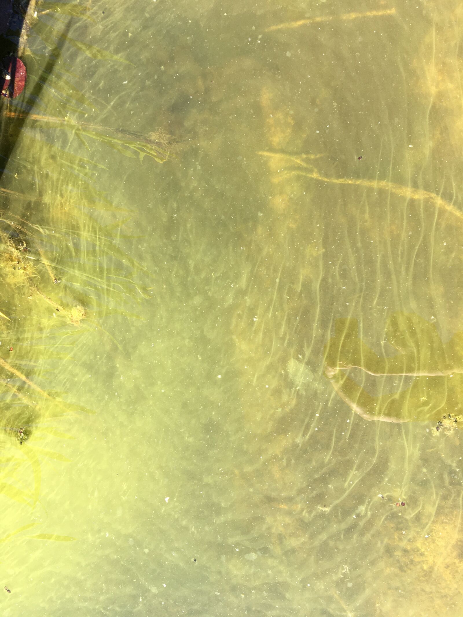 iPhone 6s Plus back camera 4.15mm f/2.2 sample photo. Water, pond, reflection photography