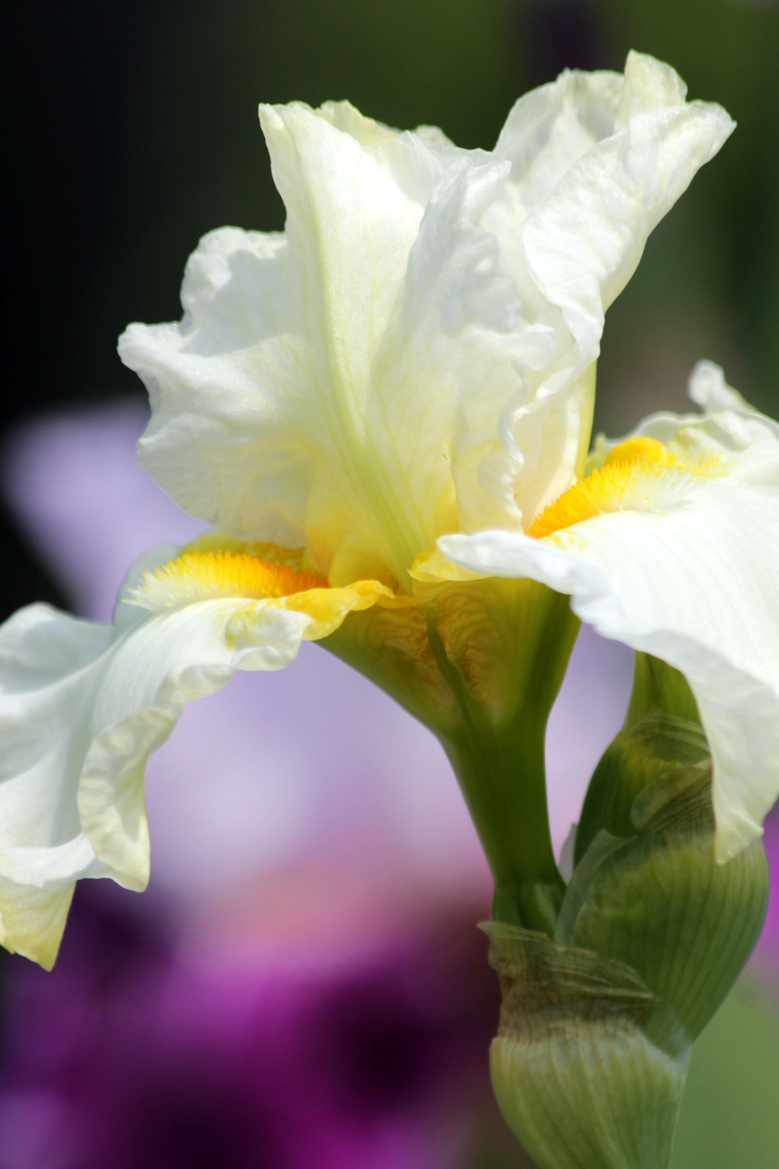Canon EOS 650D (EOS Rebel T4i / EOS Kiss X6i) sample photo. Iris, flower, beautiful photography