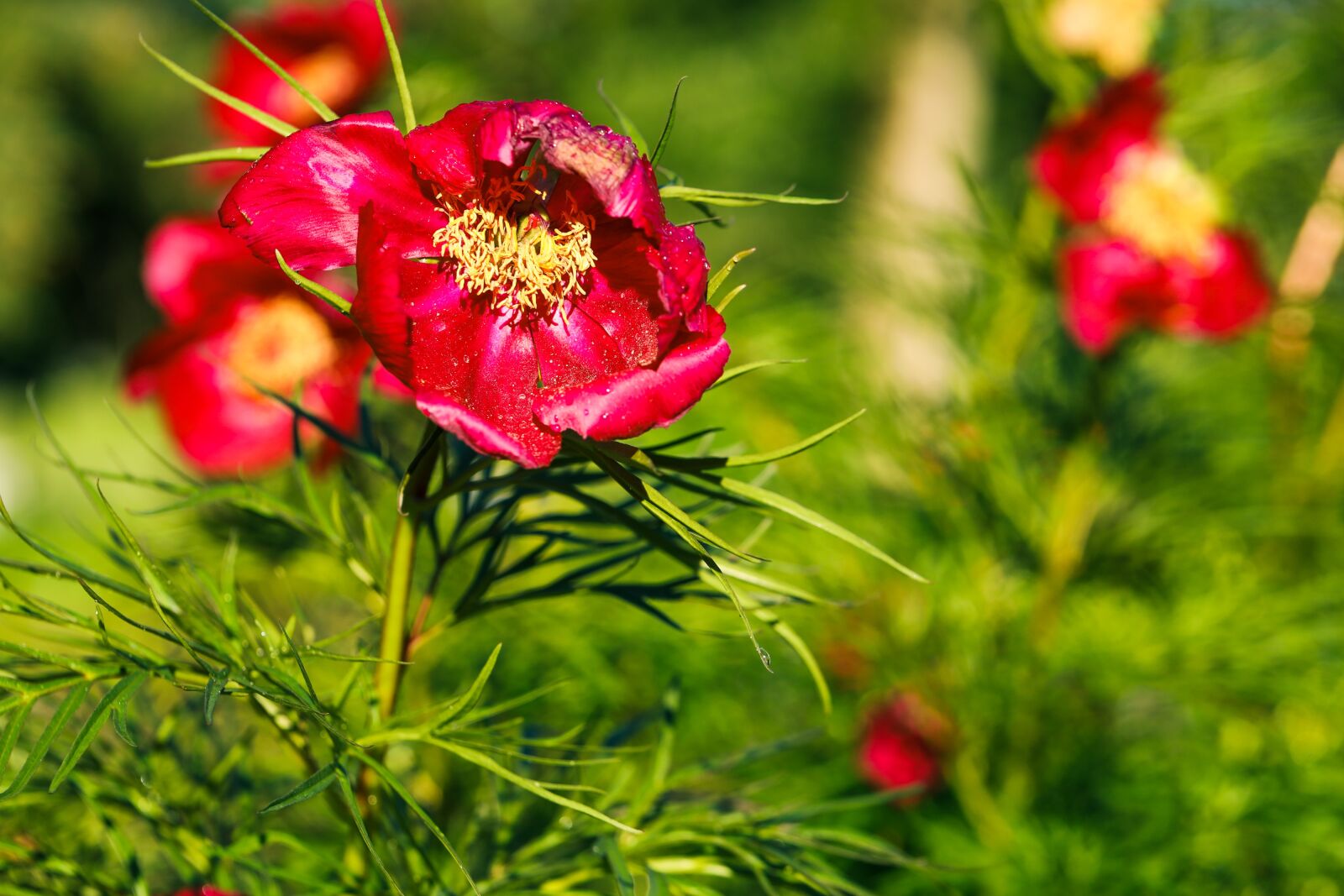 Canon EOS R sample photo. Flower, red, garden photography