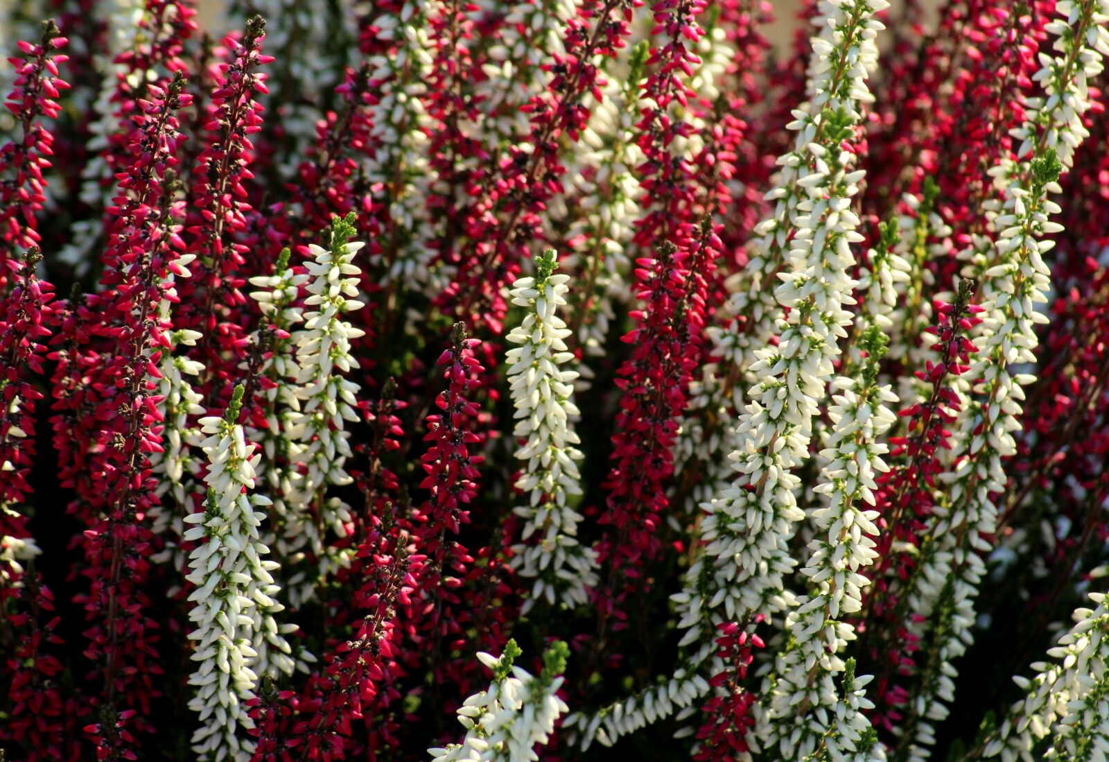 Canon EOS 1200D (EOS Rebel T5 / EOS Kiss X70 / EOS Hi) sample photo. Heather, colored, white photography