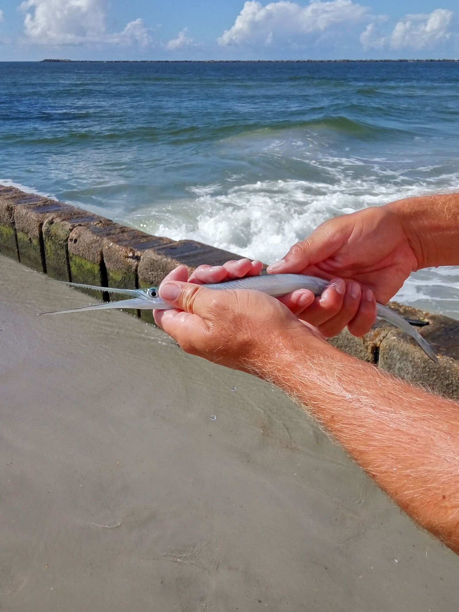 Xiaomi Redmi Note 3 sample photo. Garfish, fish, fishing photography