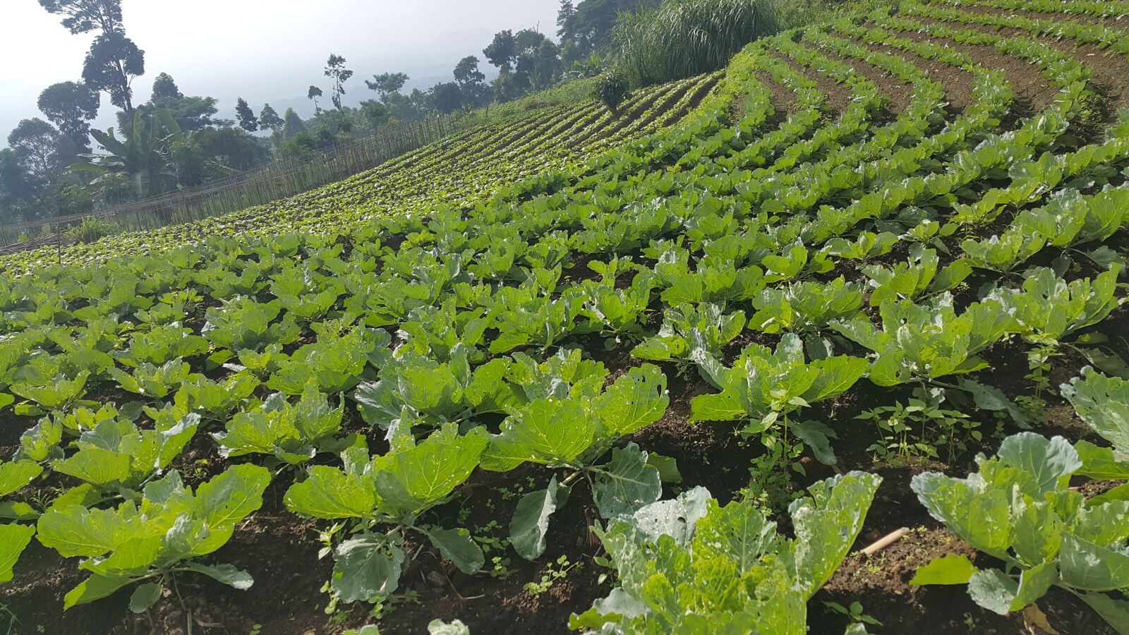 Samsung Galaxy Note4 sample photo. Cabbage, vegetables, vegetable photography