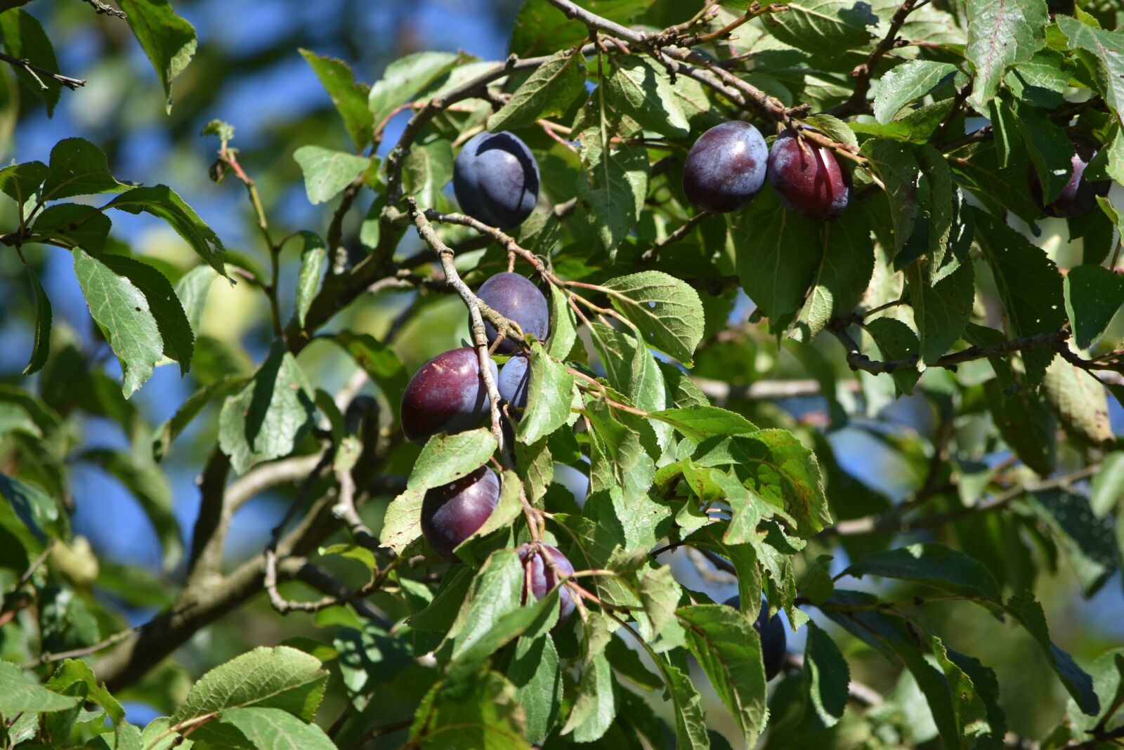 Nikon D5500 sample photo. Plums, fruits, plum tree photography