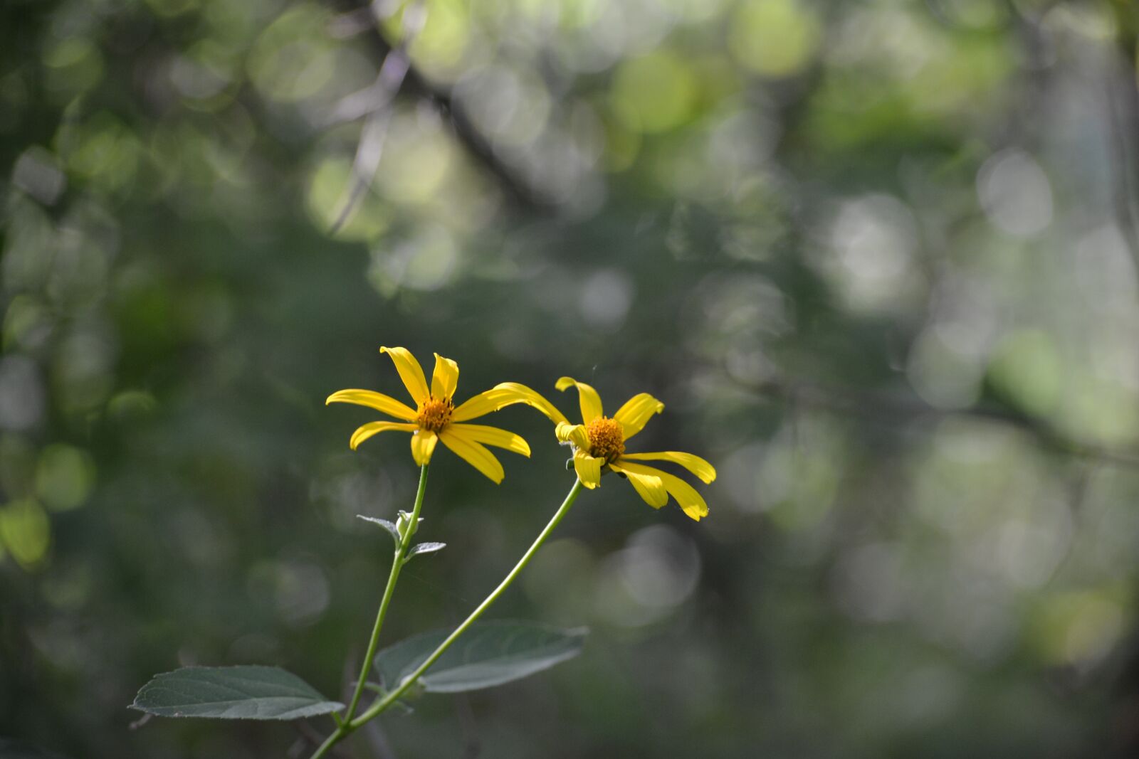Nikon D3100 sample photo. Floral, summer, blooming photography
