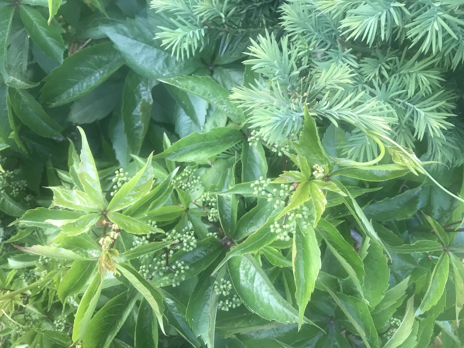 iPhone 7 back camera 3.99mm f/1.8 sample photo. Bush, shrubs, green photography