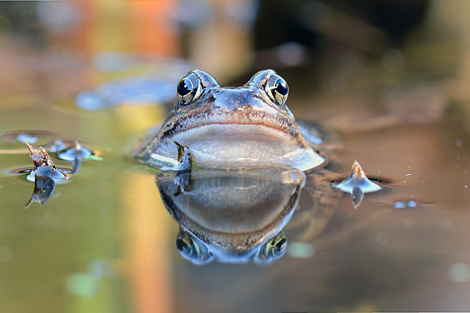 Nikon D600 sample photo. Common frog, frog, portrait photography