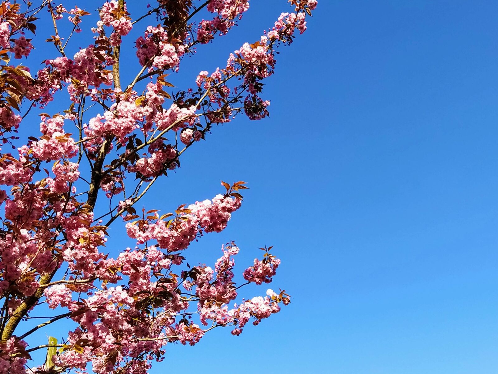 Xiaomi Mi A3 sample photo. Spring, cherry, pink photography