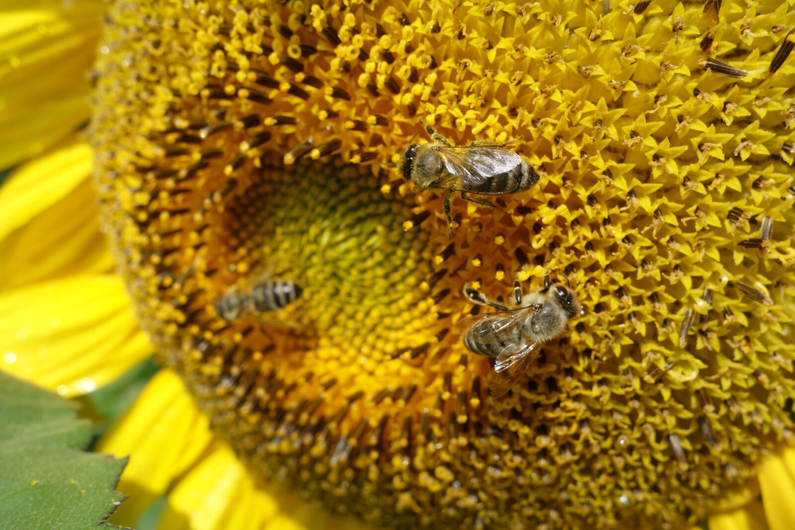 Sony Cyber-shot DSC-RX100 sample photo. Sunflower, summer, bees photography