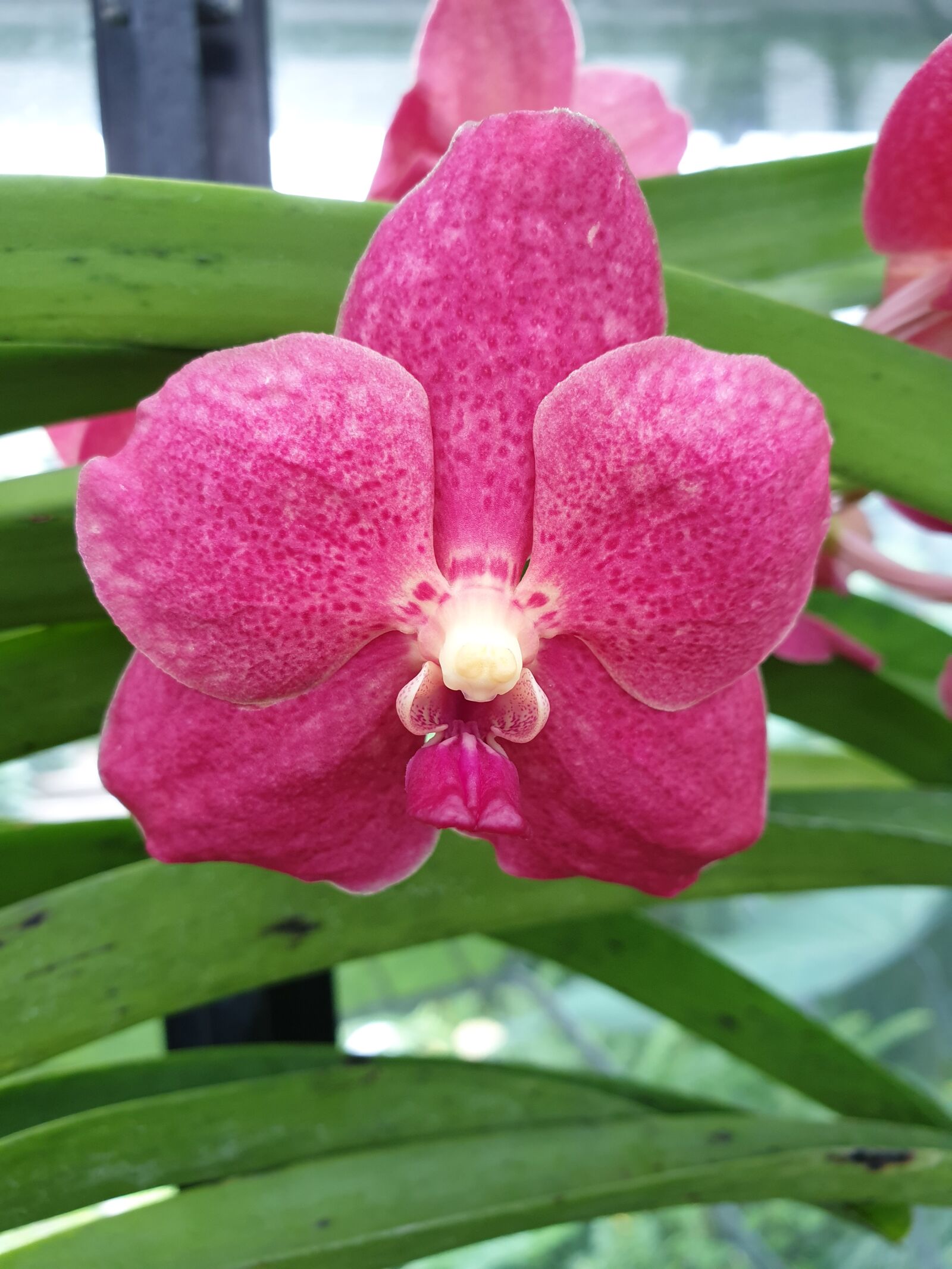 Samsung Galaxy Note9 sample photo. Flower, orchid, purple photography
