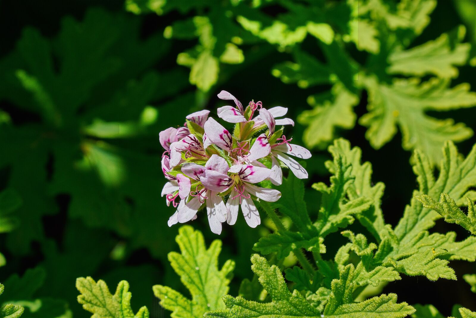 Nikon D7200 sample photo. Geranium lemon, flower, garden photography