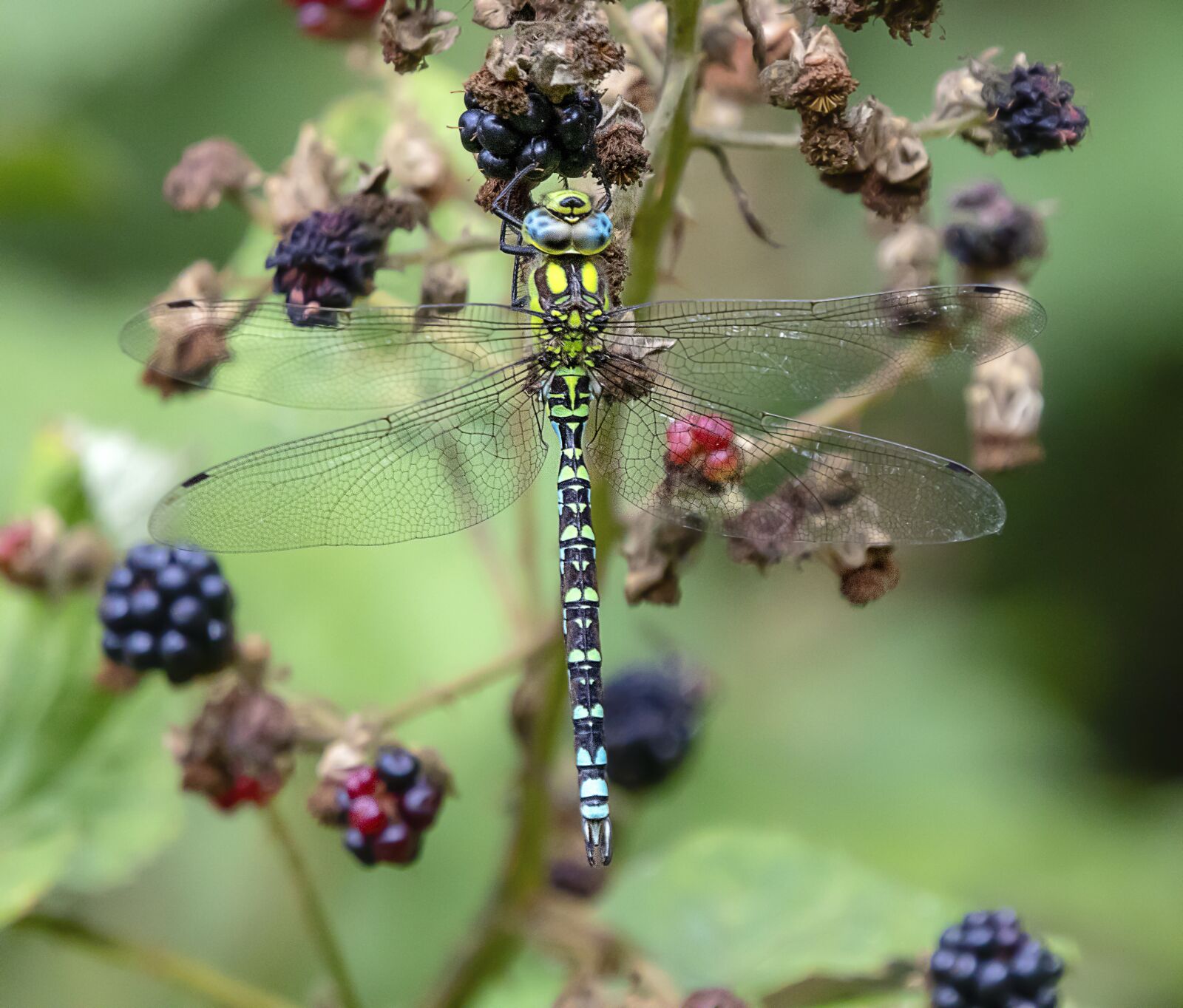 Sigma 100-400mm F5-6.3 DG OS HSM sample photo. Dragonfly, wings, insect photography