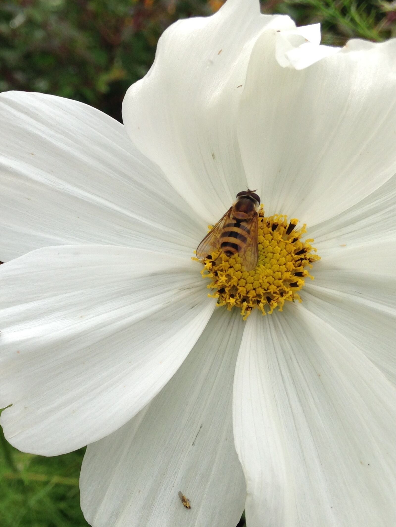 iPhone 5c back camera 4.12mm f/2.4 sample photo. Hornet, flower, gardens photography