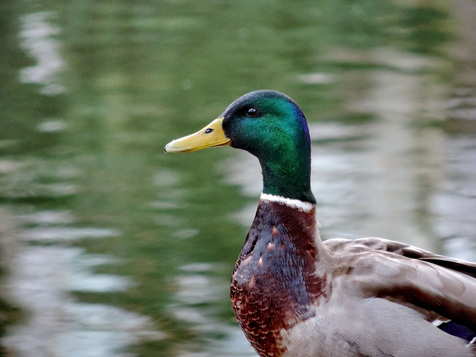 Nikon Coolpix P520 sample photo. Mallard, feather, waterfowl, duck photography