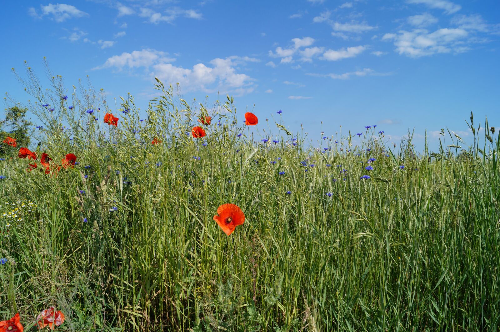Sony SLT-A37 sample photo. Nature, meadow, poppies photography
