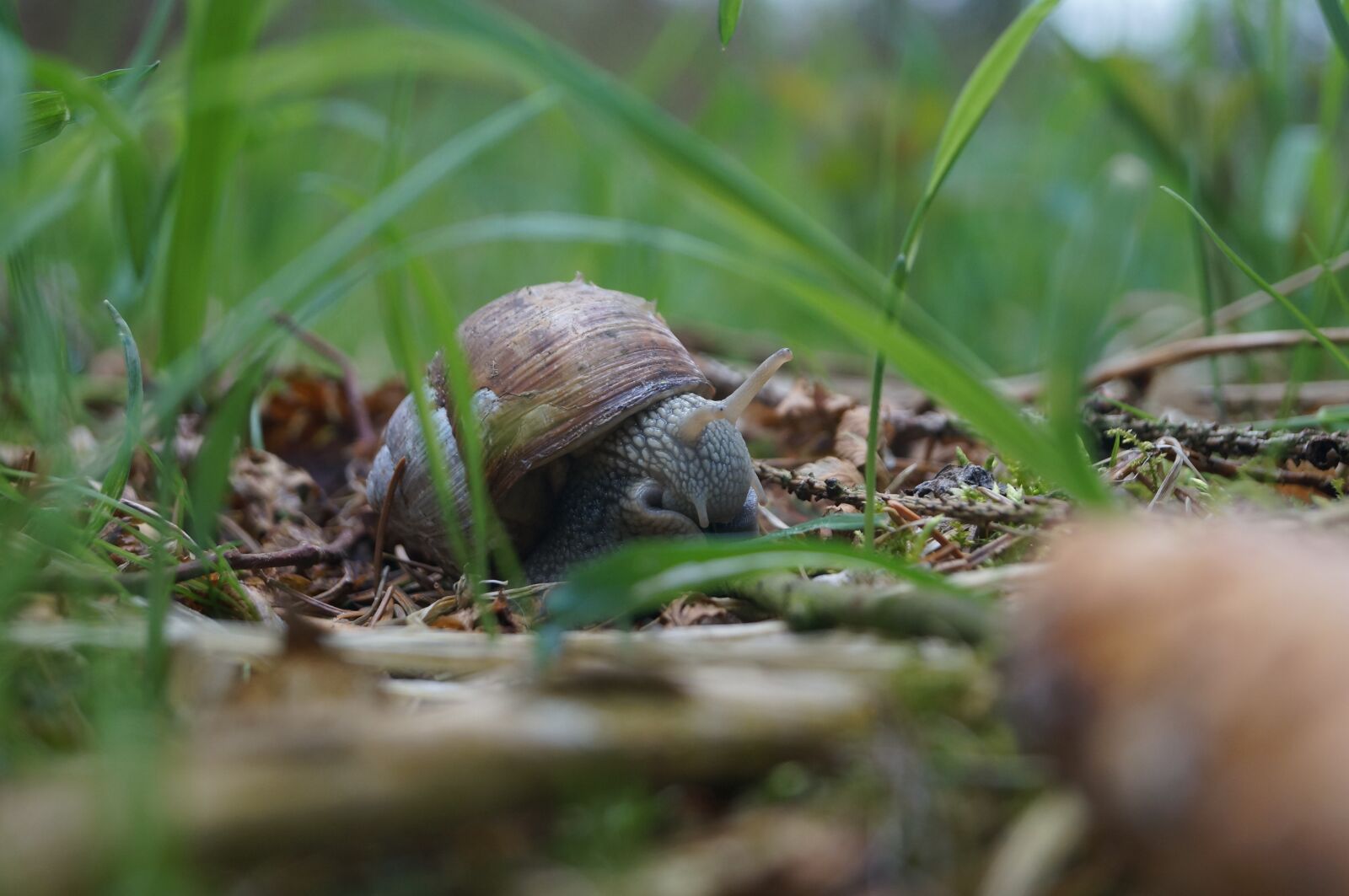 Sony SLT-A57 sample photo. Snail, vinbjergs nail, natural photography