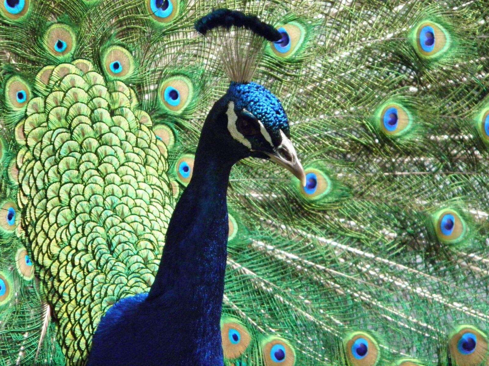 Olympus SP600UZ sample photo. Peacock, bird, bright photography