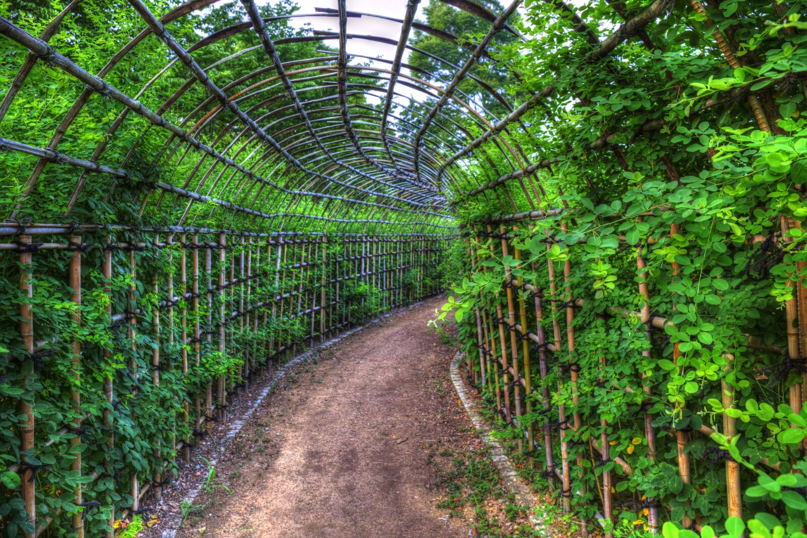Canon EF 24-70mm F4L IS USM sample photo. Tunnel, flowers, park photography