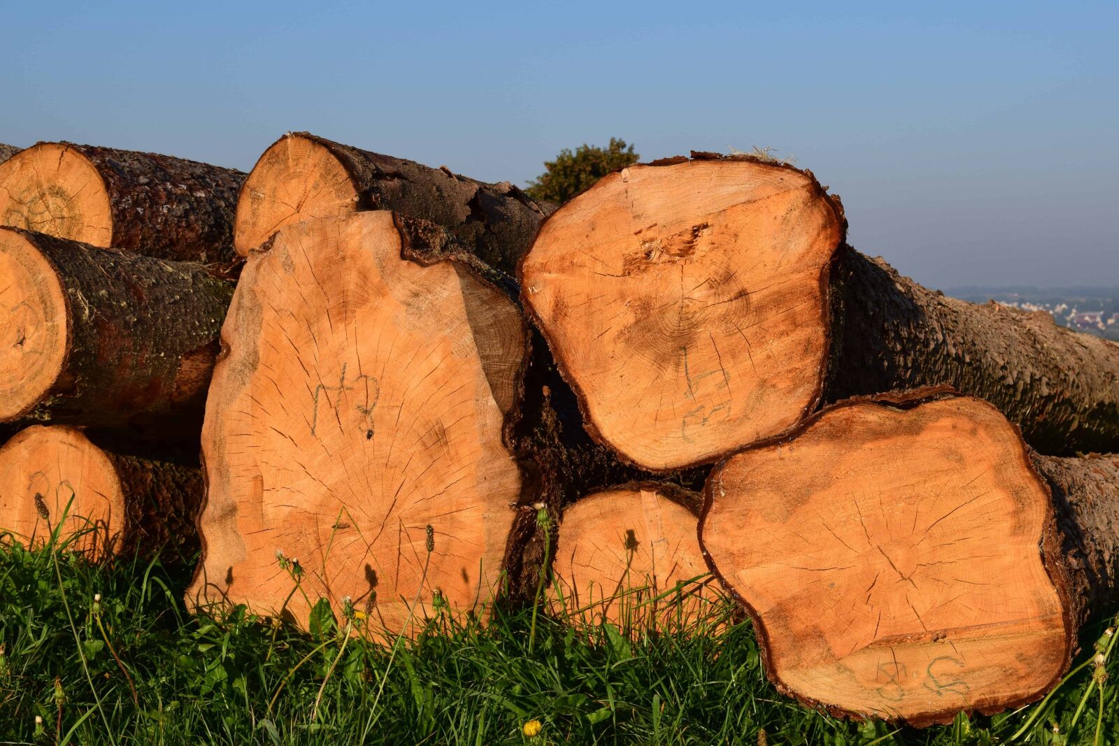 Nikon D3300 sample photo. Firewood, forest, grass, nature photography